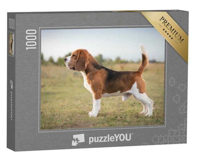Puzzle 1000 Teile „Beagle, FCI-Gruppe 6, Jagdhund“