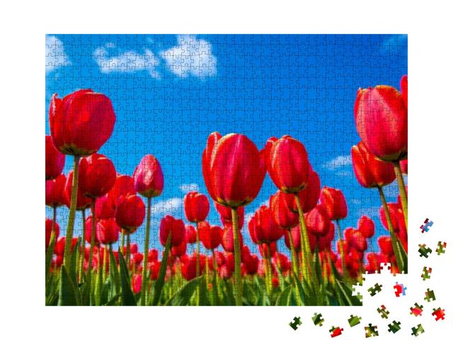 Puzzle 1000 Teile „Rote Tulpen von unten aufgenommen“