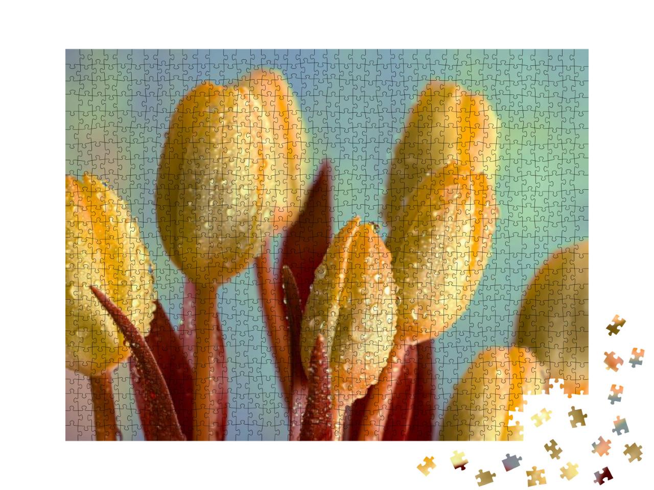 Puzzle 1000 Teile „Gelbe Tulpen mit Wassertropfen, schöne Blütenknospen und unscharfer Hintergrund“