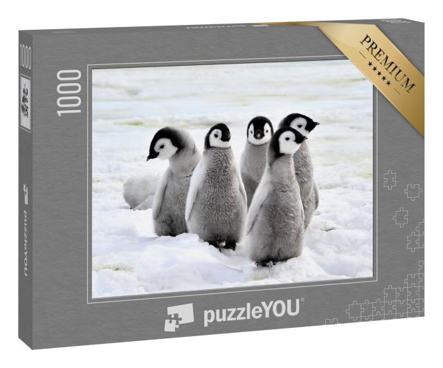 Puzzle 1000 Teile „Kaiserpinguin-Küken auf dem Schnee, Antarktis“