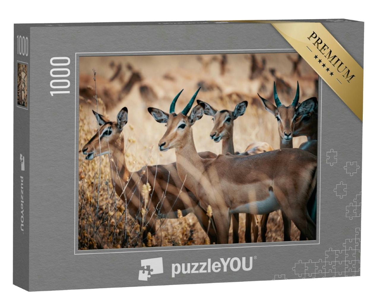 Puzzle 1000 Teile „Gruppe von Impala-Antilopen, Chobe-Nationalpark, Botswana“