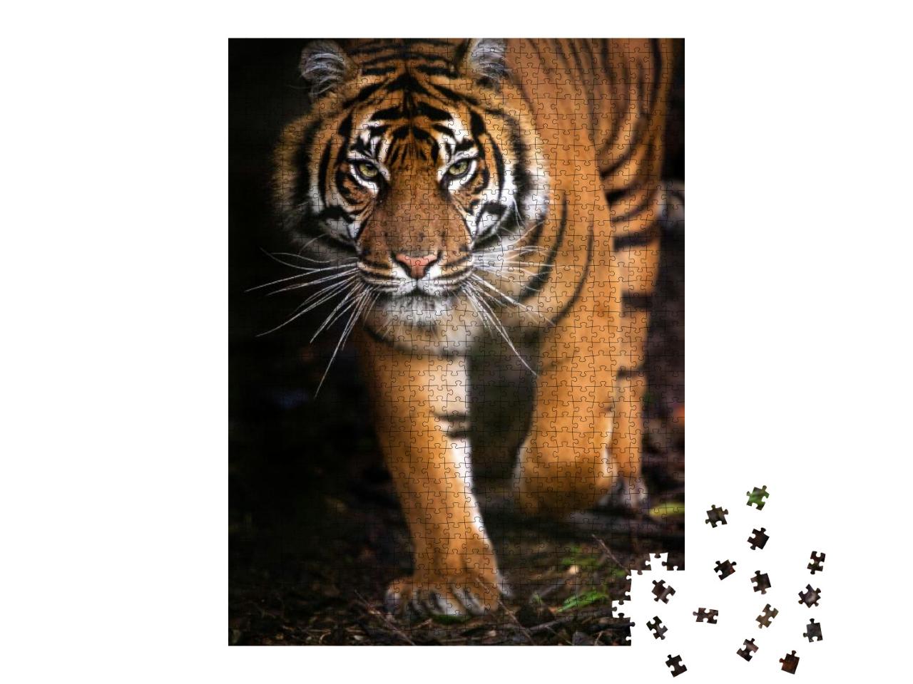 Puzzle 1000 Teile „Junger Sumatra-Tiger“