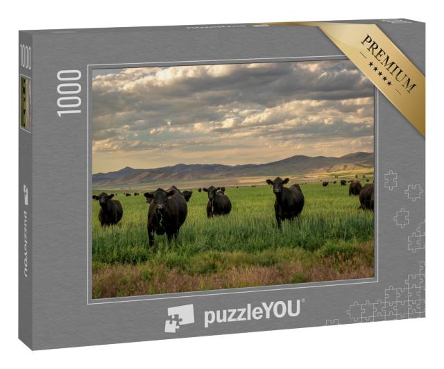 Puzzle 1000 Teile „Herde von Black-Angus-Rindern im Grasfeld“