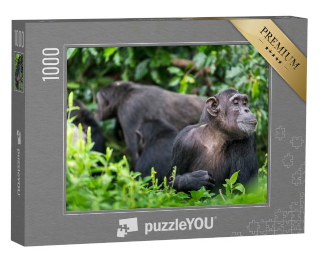 Puzzle 1000 Teile „Schimpansengruppe im Hintergrund und erwachsener Affe“