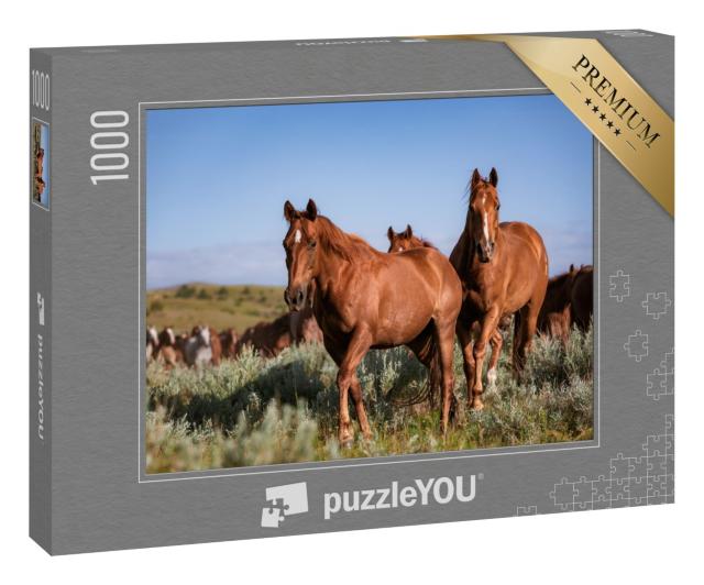 Puzzle 1000 Teile „Wunderschöne Herde amerikanischer Quarter Horse Ranch Pferde, Montana“