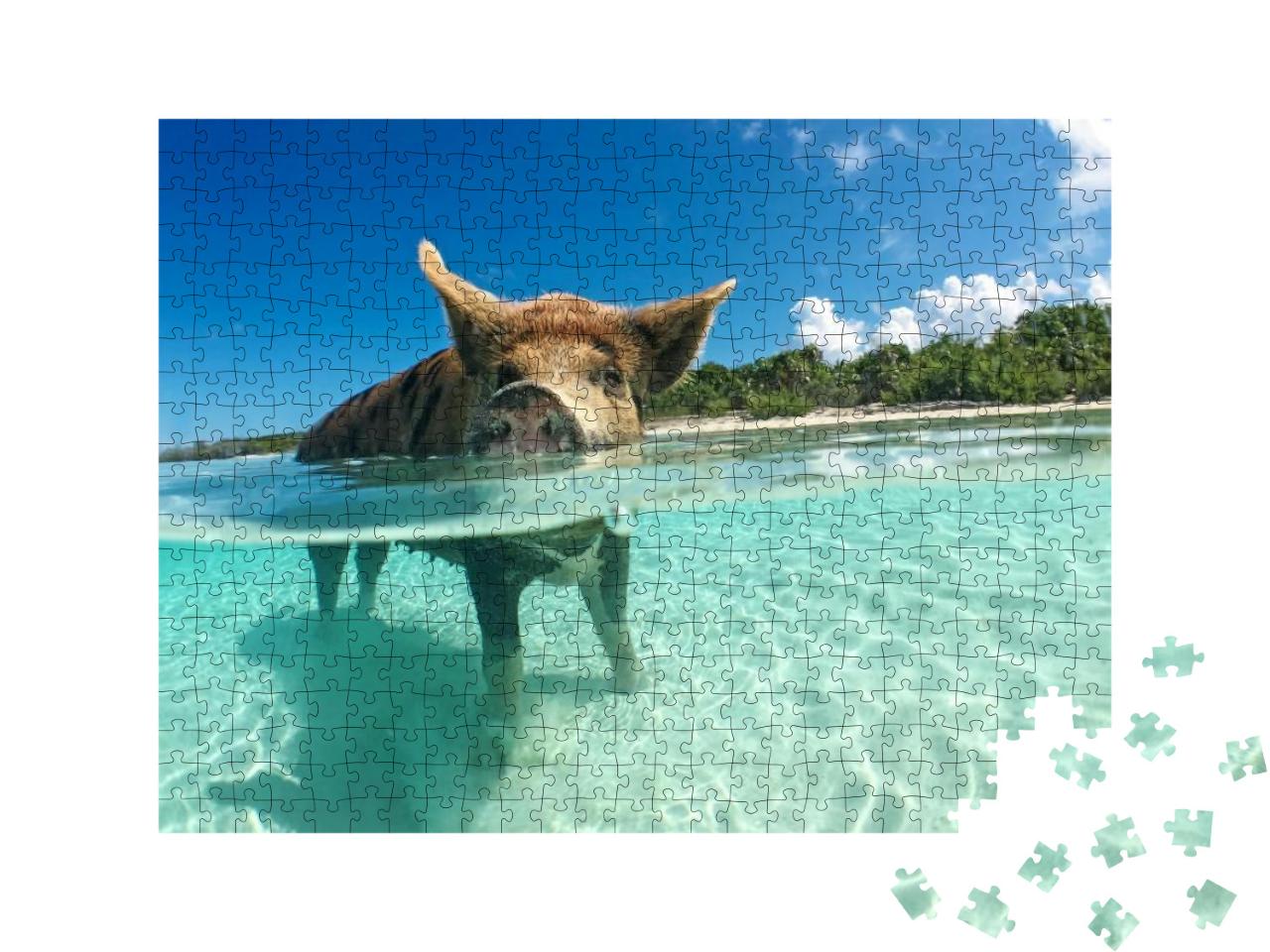 Puzzle 500 Teile „Wasserbegeistertes Wildschwein auf den Bahamas, Karibik“