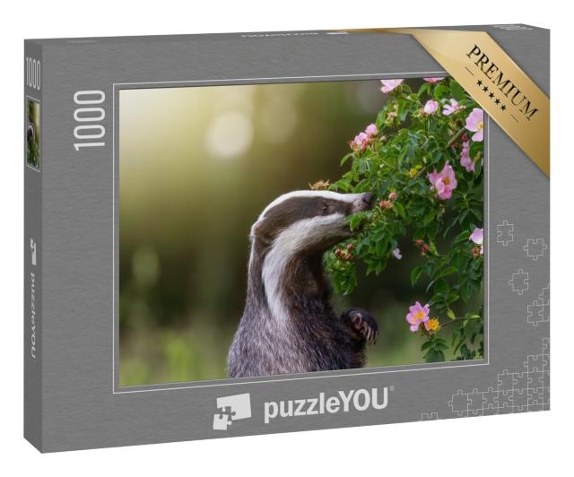 Puzzle 1000 Teile „Dachs steht auf seinen Hinterbeinen und schnuppert an einer Wildrosenblüte“