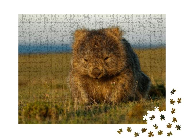 Puzzle 1000 Teile „Ein Wombat im tasmanischen Abendlicht, Australien“