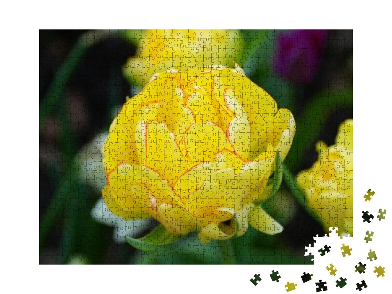 Puzzle 1000 Teile „Nahaufnahme einer schönen gefüllten gelben Blüte: Tulpe Akebono“