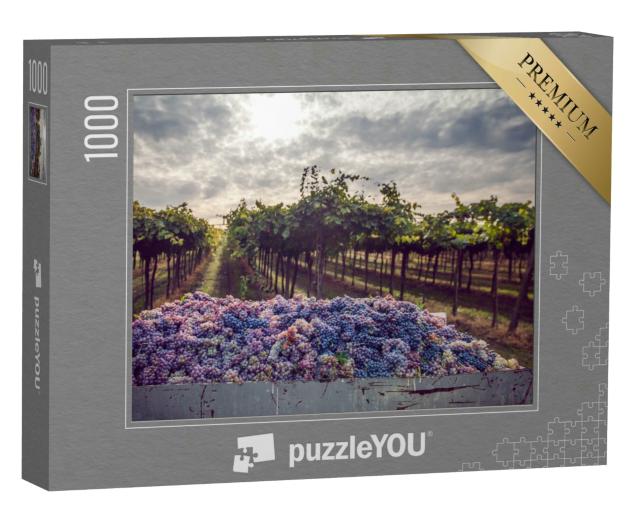 Puzzle 1000 Teile „Weinlese im Weinberg, gesammelte Trauben, bewölkter Himmel“