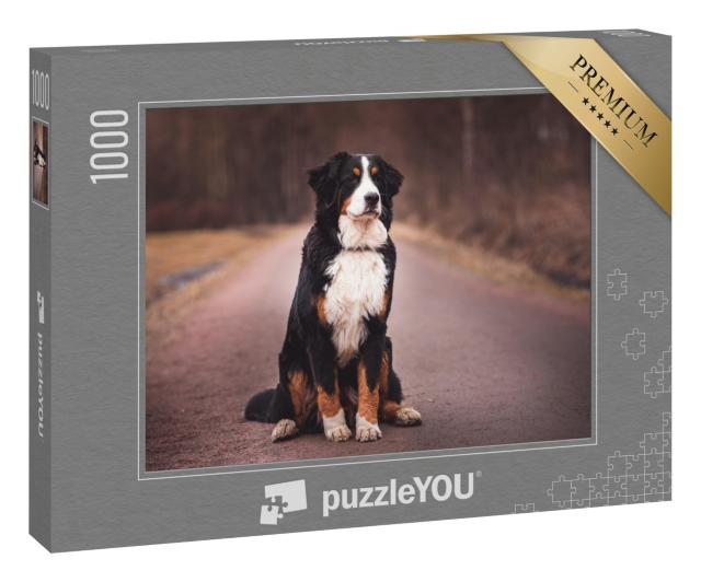 Puzzle 1000 Teile „Berner Sennenhund sitzend auf der Straße“