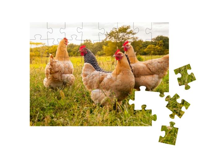 Puzzle 48 Teile „Hühner auf der Wiese“