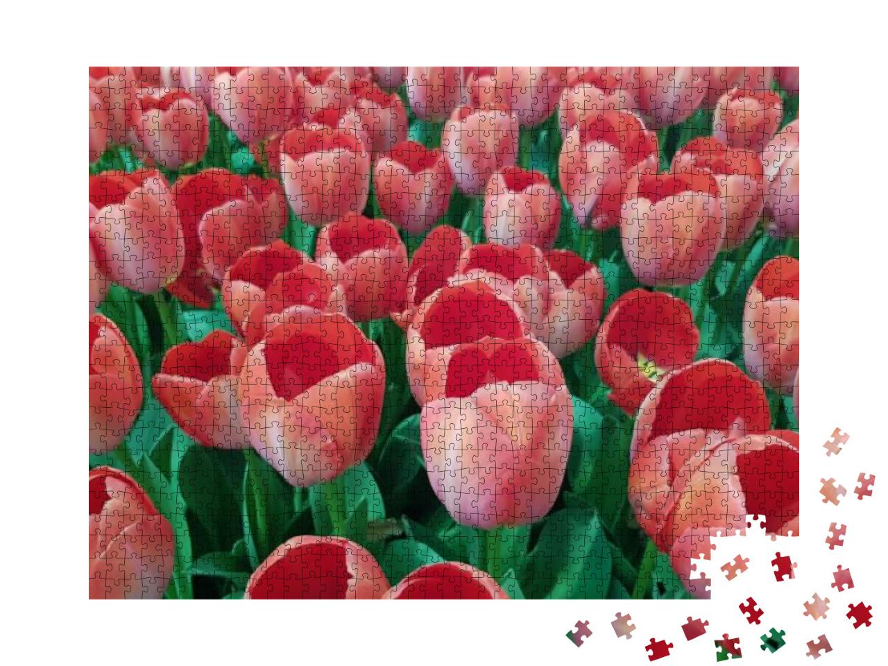 Puzzle 1000 Teile „Hübsche pfirsichfarbene Tulpen mit strahlend grünen Blättern auf einem Feld“