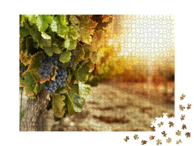 Puzzle 1000 Teile „Weinberge bei Sonnenuntergang in der Herbsternte, reife Trauben im Herbst“