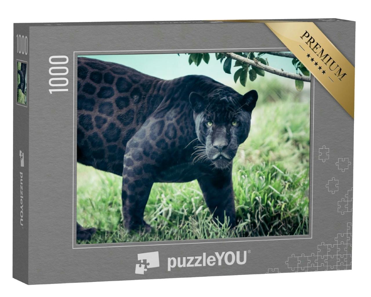Puzzle 1000 Teile „Schwarzer Panther, Wildkatze mit starkem Blick“