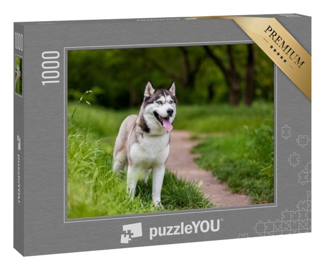 Puzzle 1000 Teile „Aufmerksamer Sibierischer Husky“