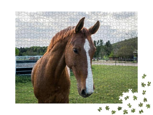 Puzzle 1000 Teile „Nahhaufnahme eines braunen Pferdes mit weißer Blässe“