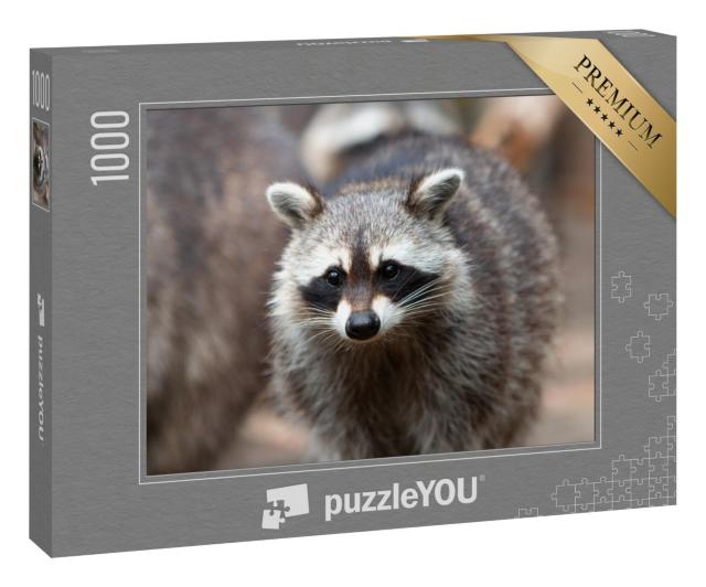 Puzzle 1000 Teile „Nordamerikanischer Waschbär“