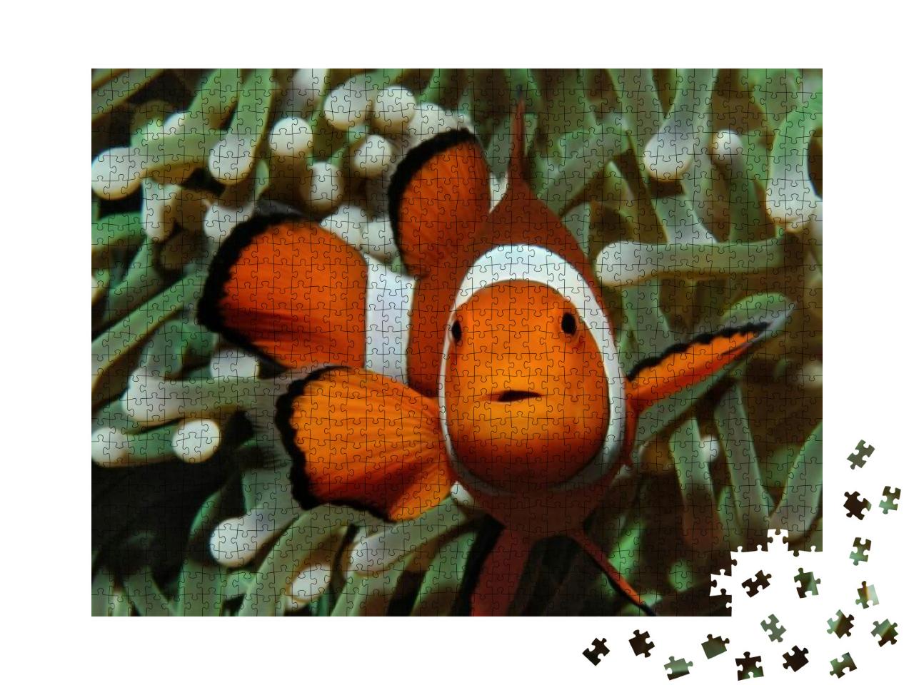 Puzzle 1000 Teile „Gut versteckt: Amphiprion, Westlicher Clownfisch mit Anemone“