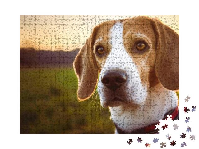 Puzzle 1000 Teile „Beagle: Portrait eines Hundes bei Sonnenuntergang“
