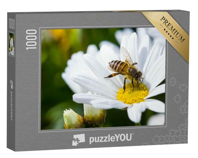 Puzzle 1000 Teile „Einzelne Gänseblümchenblüte und Biene im Frühling“