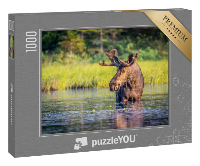 Puzzle 1000 Teile „Elchbulle im Algonguin Park, Ontario, Kanada“