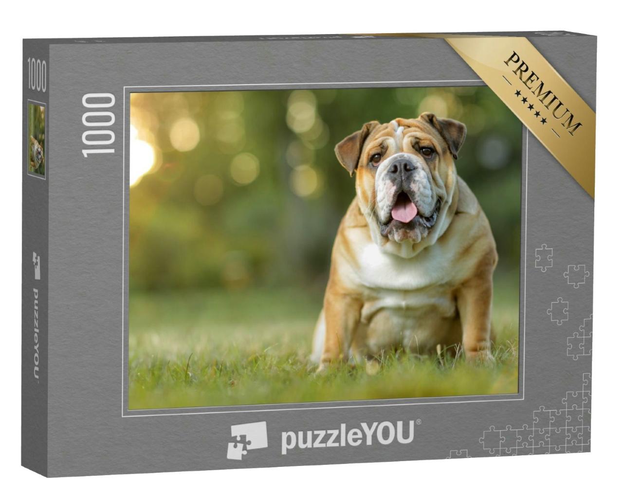 Puzzle 1000 Teile „Englische Bulldogge“