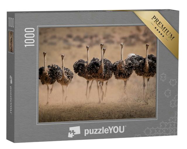 Puzzle 1000 Teile „Straußenweibchen wirbeln Staub auf, Paarungszeit in den Kgalagadi“