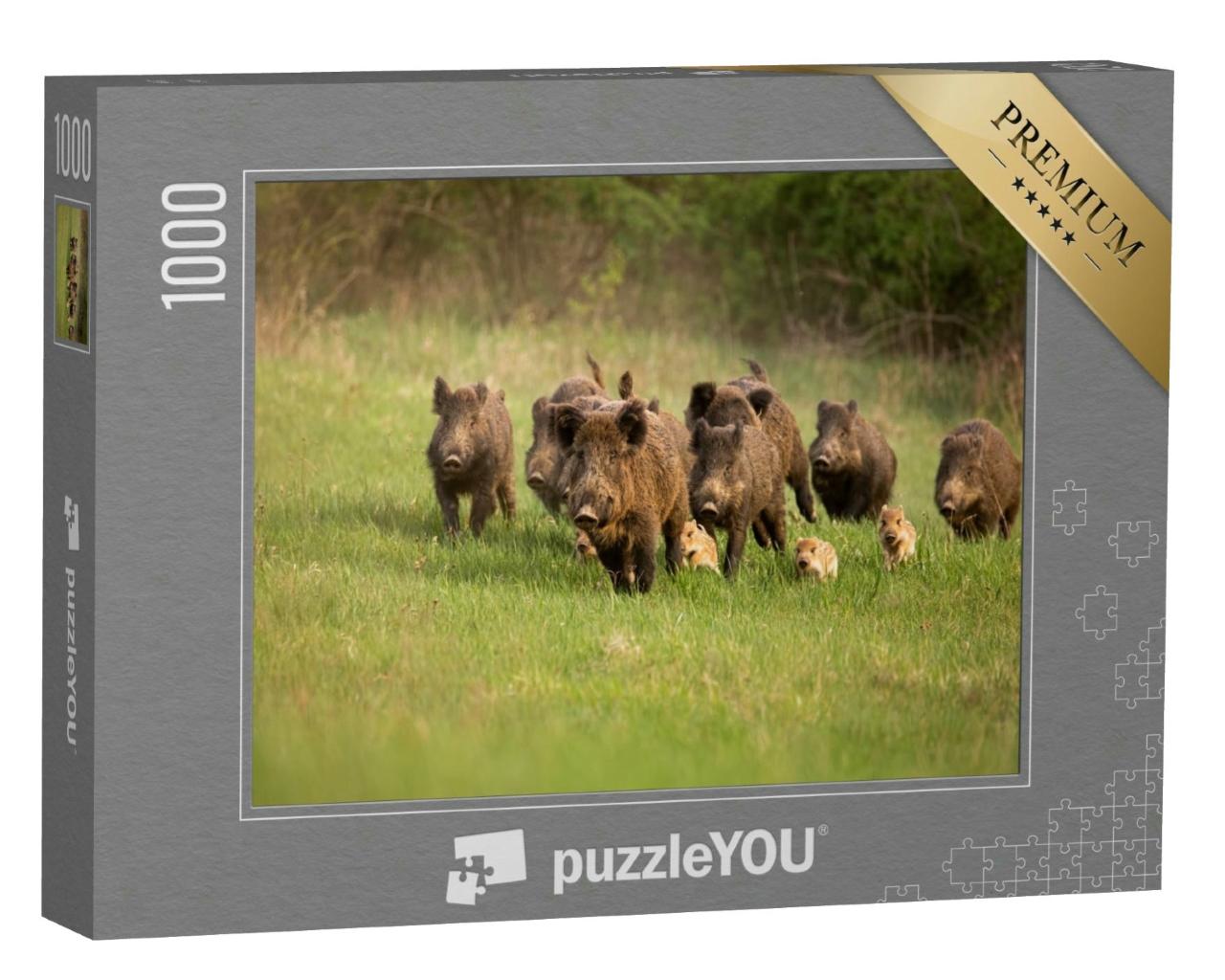 Puzzle 1000 Teile „Gruppe von Wildschweinen, sus scrofa, läuft im Frühling in der Natur“