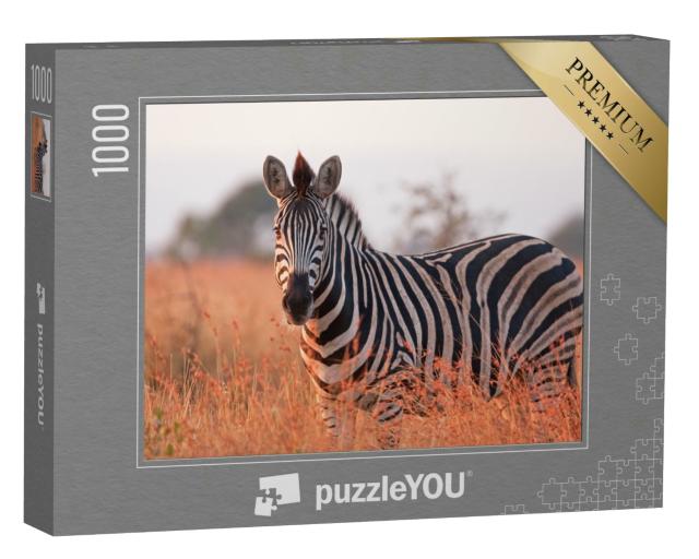 Puzzle 1000 Teile „Ein Steppenzebra: Equus quagga am Kruger-Nationalpark in Südafrika“