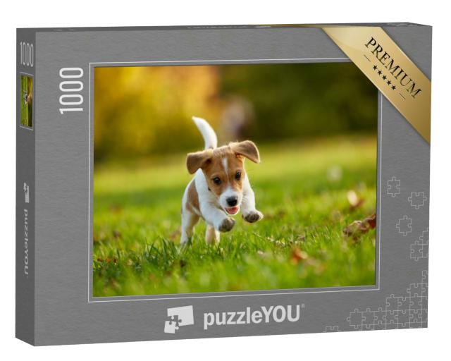 Puzzle 1000 Teile „Hunderasse: Jack Russell Terrier beim Spielen im herbstlichen Park“