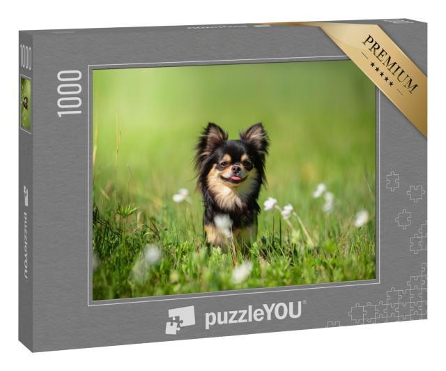 Puzzle 1000 Teile „Chihuahua-Hund auf einer sonnigen Lichtung“