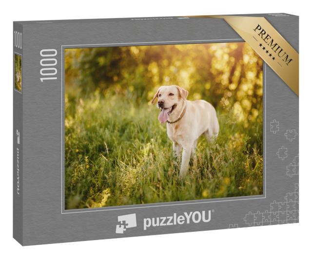Puzzle 1000 Teile „Labrador Retriever auf einer Wiese“