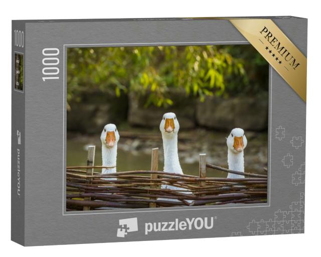Puzzle 1000 Teile „Drei neugierige Gänse“