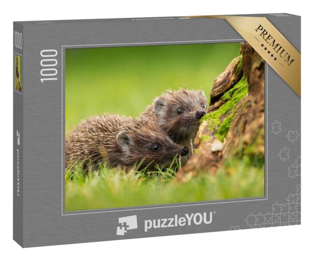 Puzzle 1000 Teile „Zwei Nördliche Weißbrustigel schnüffeln auf einer grünen Wiese“