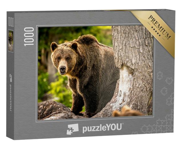 Puzzle 1000 Teile „Erwachsener Grizzlybär läuft durch den Wald“