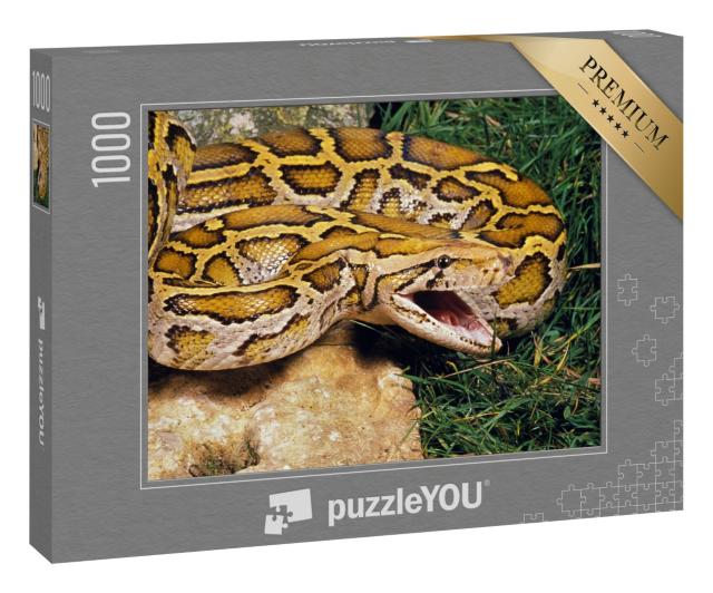 Puzzle 1000 Teile „Indische Python, bereit zur Verteidigung“