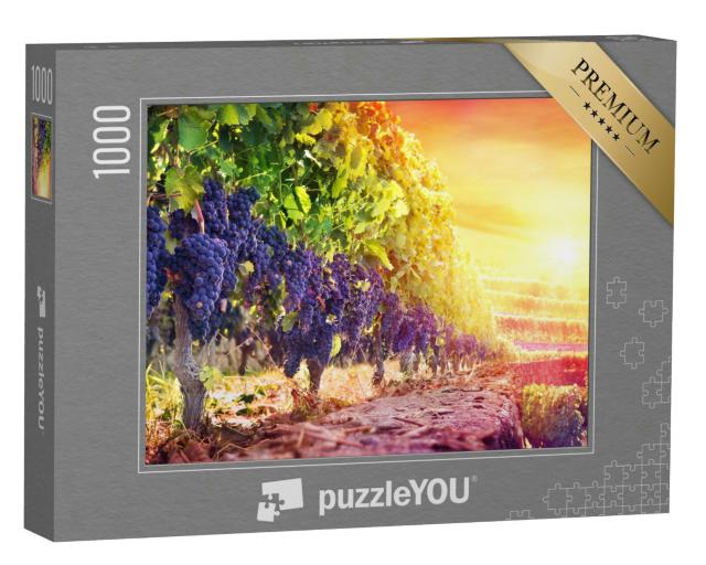 Puzzle 1000 Teile „Reife Trauben im Weinberg bei Sonnenuntergang, Weinlese“