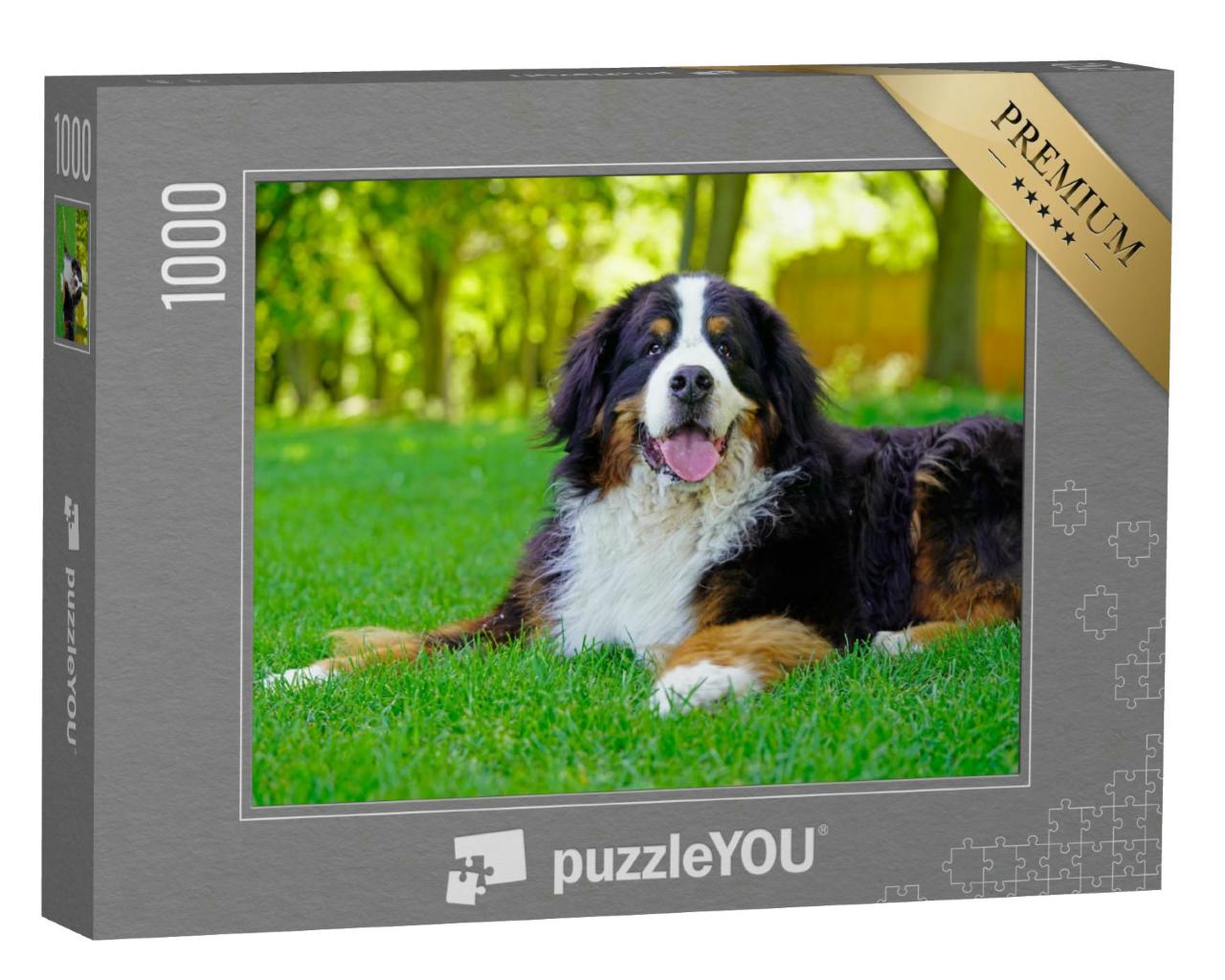Puzzle 1000 Teile „Großer Berner Sennenhund, hechelnd auf dem Rasen“