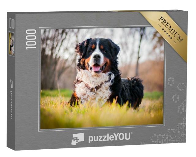 Puzzle 1000 Teile „Berner Sennenhund“