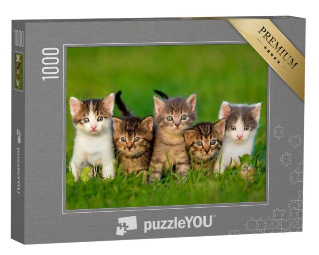 Puzzle 1000 Teile „Fünf neugierige Kätzchen“
