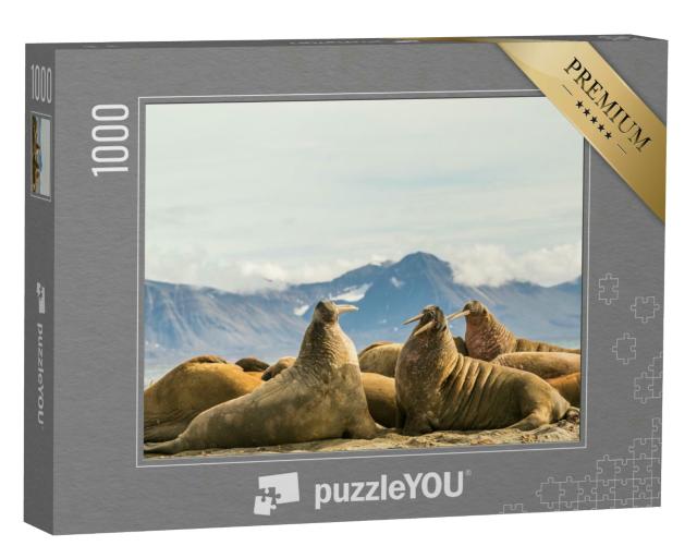 Puzzle 1000 Teile „Gruppe von Walrossen in der Sonne auf Prins Karls Forland, Svalbard“