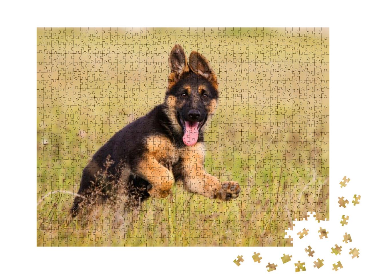 Puzzle 1000 Teile „Deutscher-Schäferhund-Welpe läuft durch das Gras, Blick in die Kamera“