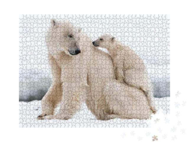 Puzzle 1000 Teile „Eisbär, Raubtier der nördlichen Arktis“