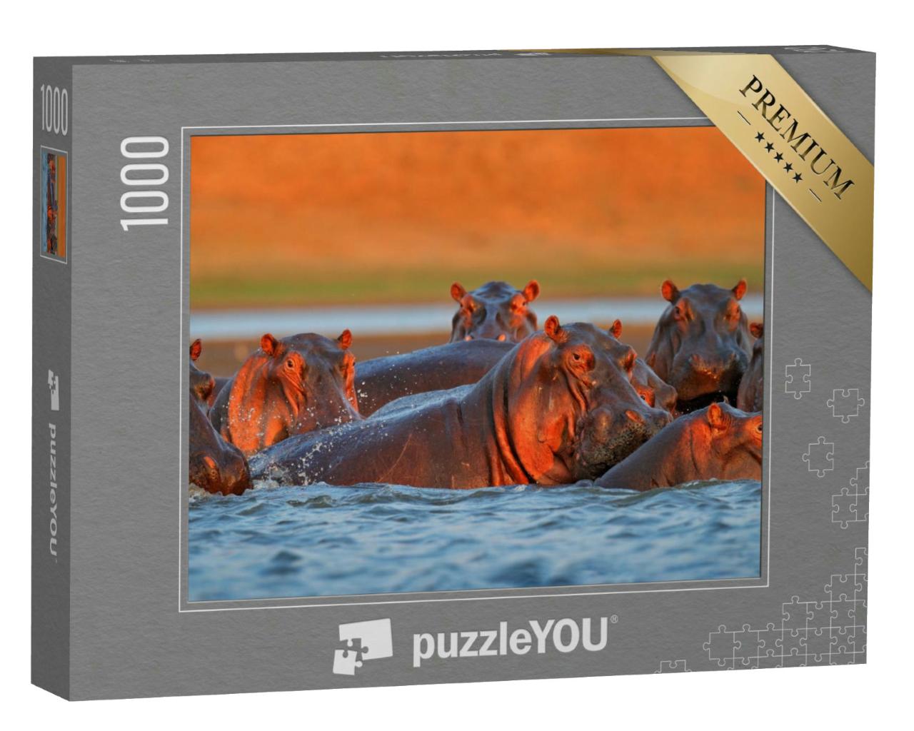 Puzzle 1000 Teile „Nilpferde baden im Abendlicht, Simbabwe, Afrika“