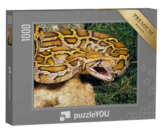 Puzzle 1000 Teile „Indische Python, bereit zur Verteidigung“