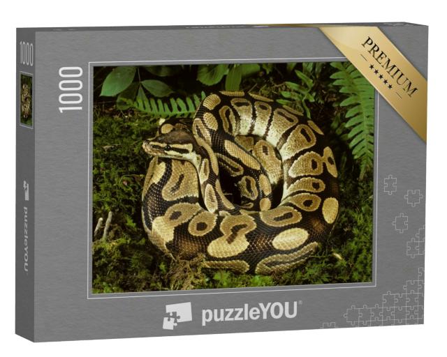 Puzzle 1000 Teile „Wunderschöne Kugelpython aus Afrika“