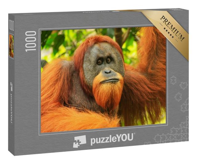 Puzzle 1000 Teile „Porträt eines männlichen Sumatra-Orang-Utans, Indonesien“