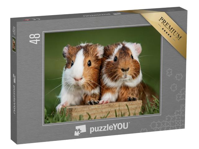 Puzzle 48 Teile „Zwei Meerschweinchen“