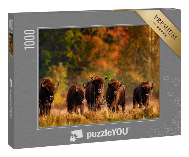 Puzzle 1000 Teile „Herbstwald mit Wiesentherde, Polen“